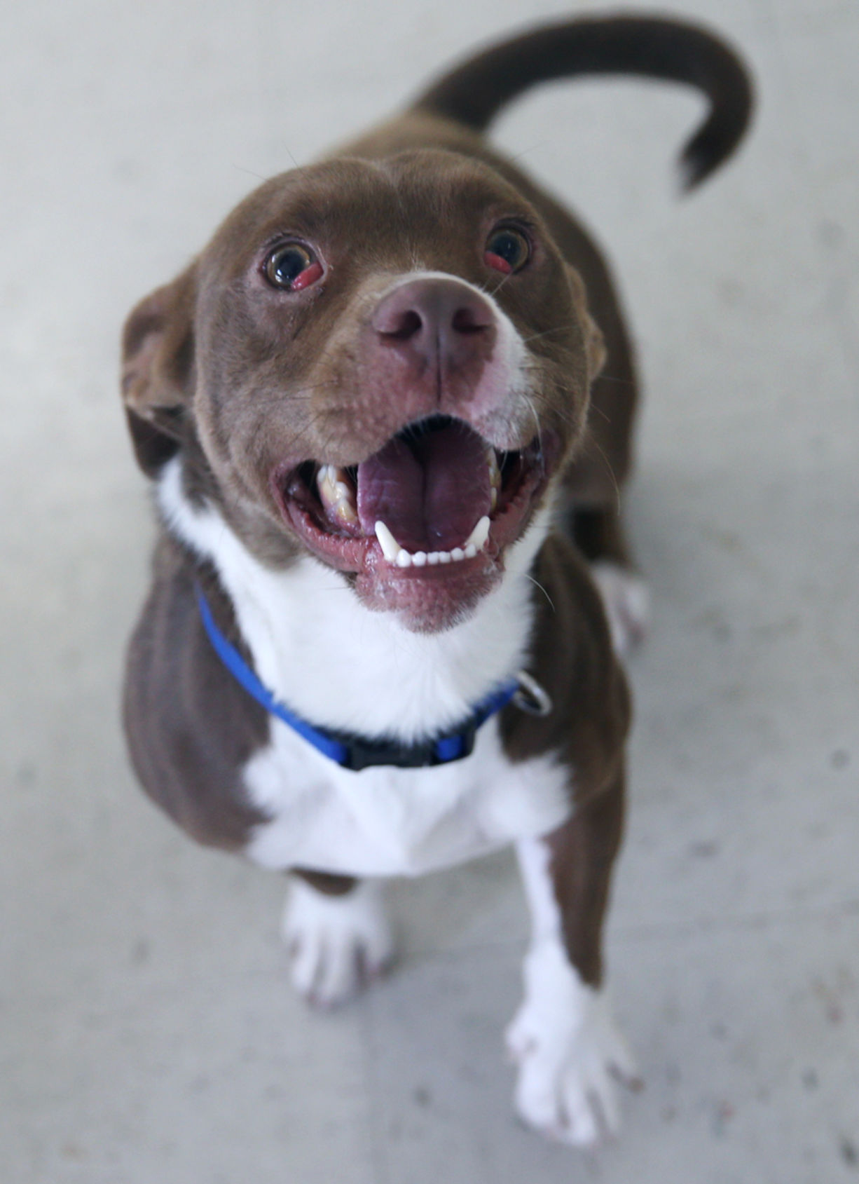 112719_PetGallery005_cs.JPG